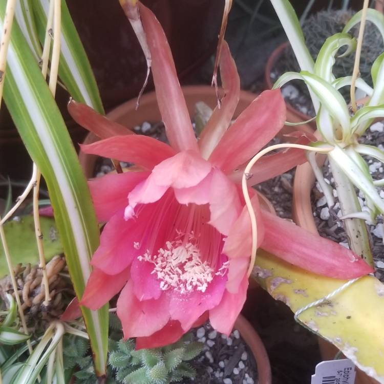 plant image 1314941