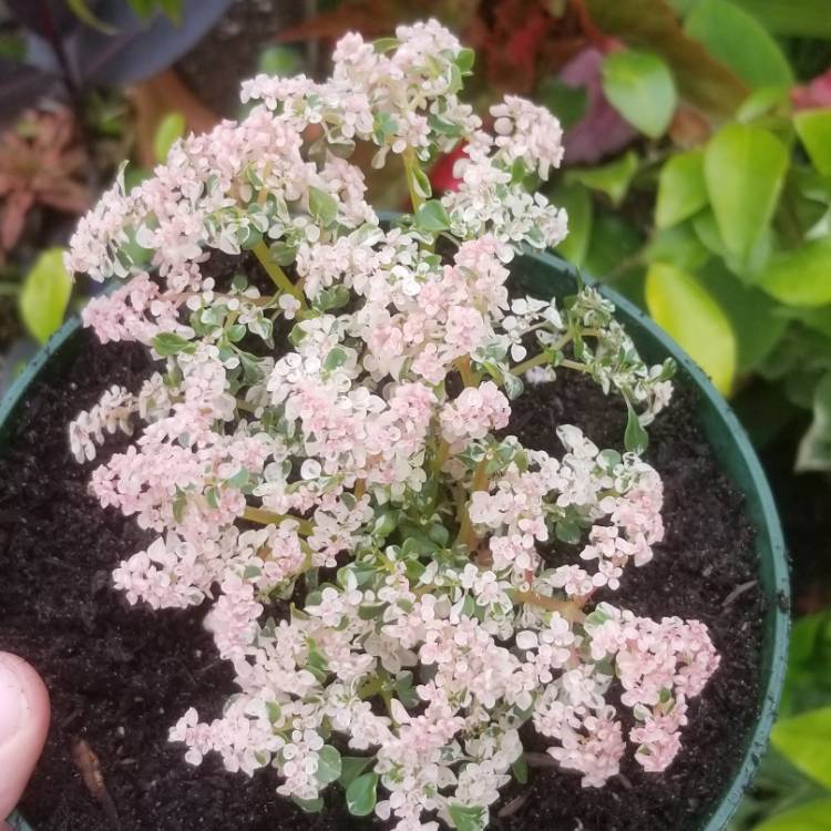 plant image 1314945