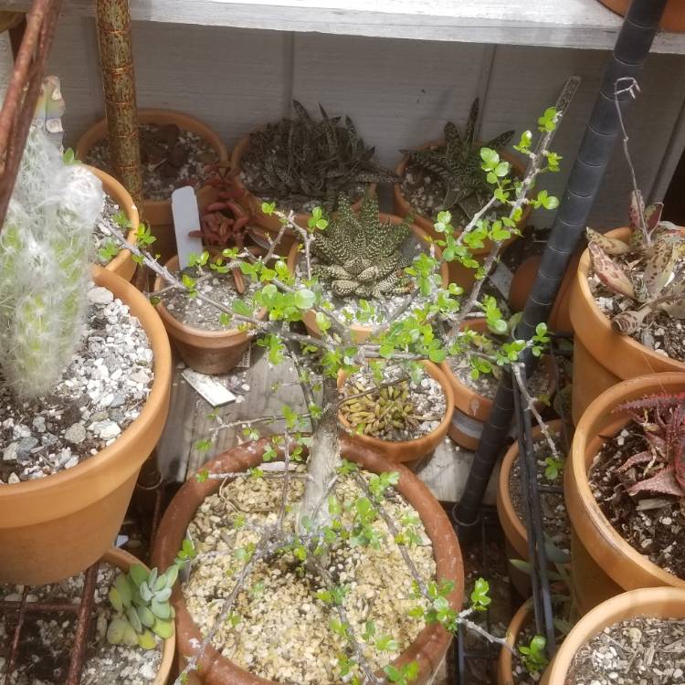 plant image 1319433