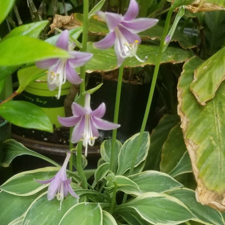 plant image 1319445