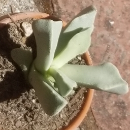Plant image Schwantesia borchersii