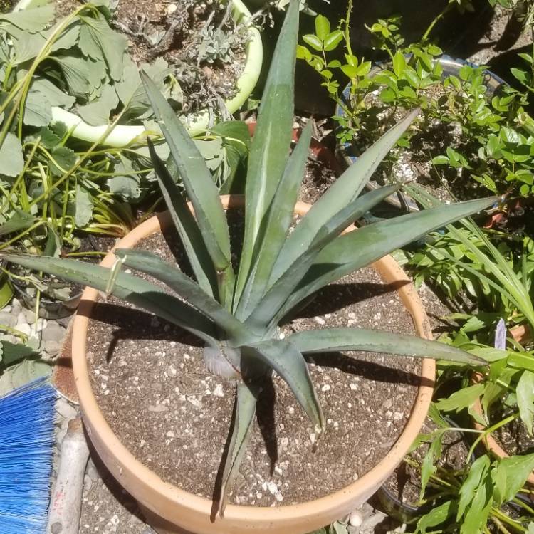 Plant image Agave tequilana