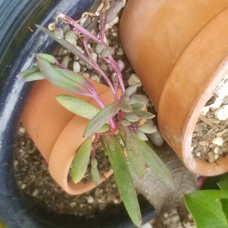plant image 1334474