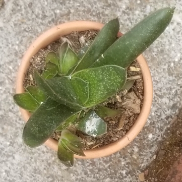 Plant image Gasteria acinacifolia
