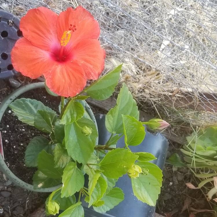 plant image 1339935