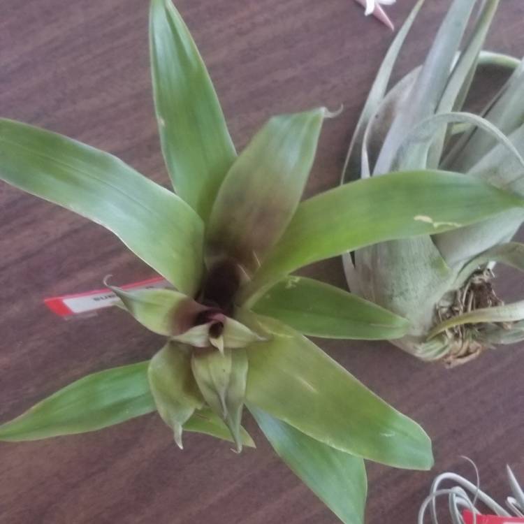 Plant image Tillandsia somnians