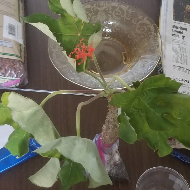 Plant image Jatropha Podagrica