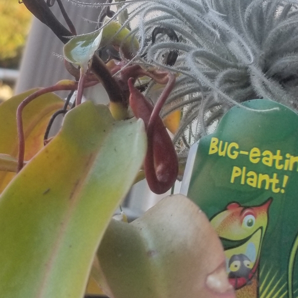 plant image 1357017