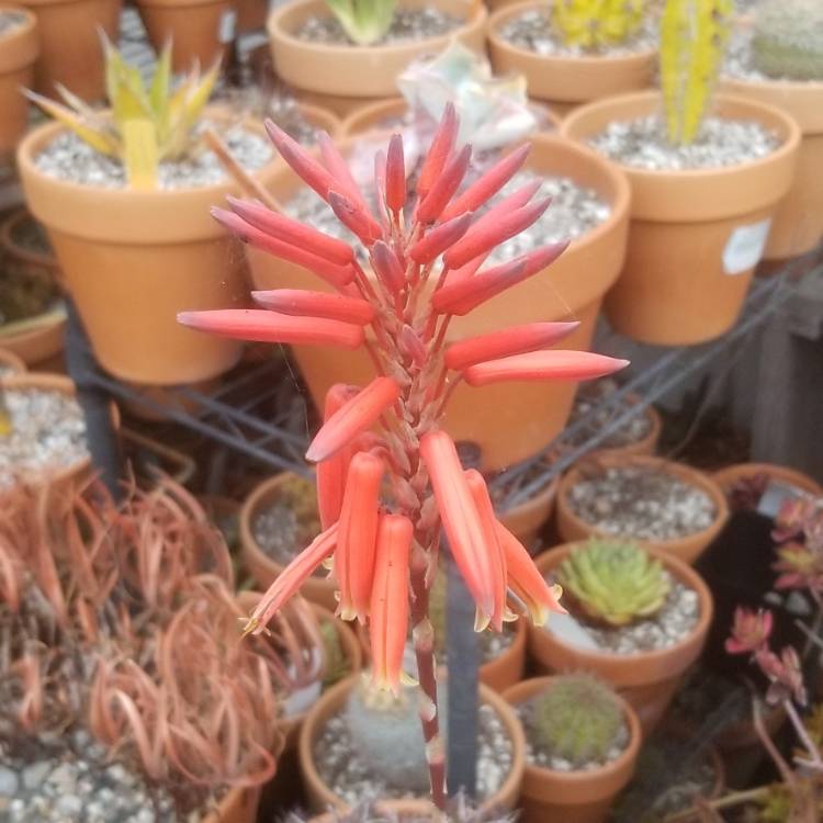 plant image 1357913 plant image 1357913