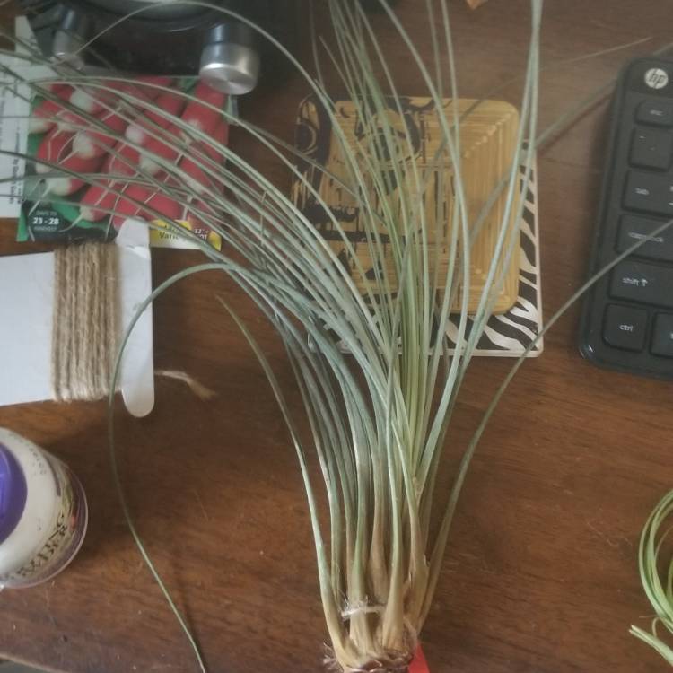 Plant image Tillandsia juncea