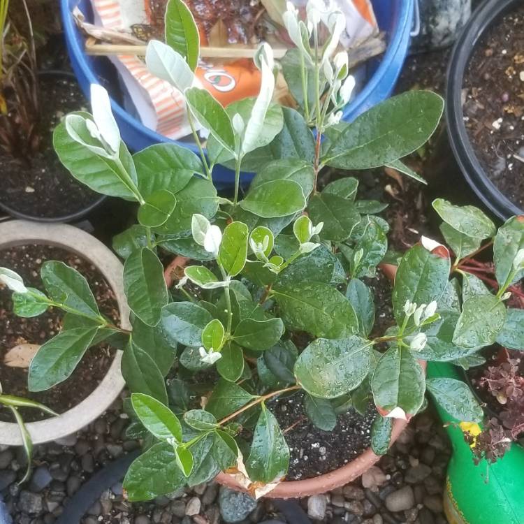 plant image 1359797