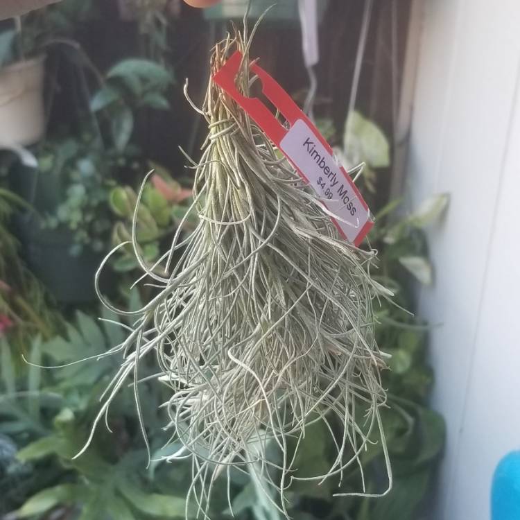 Plant image Tillandsia 'Kimberly'