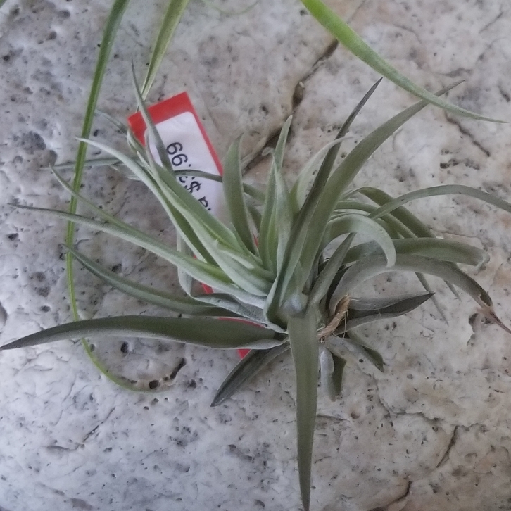 Plant image Tillandsia velutina