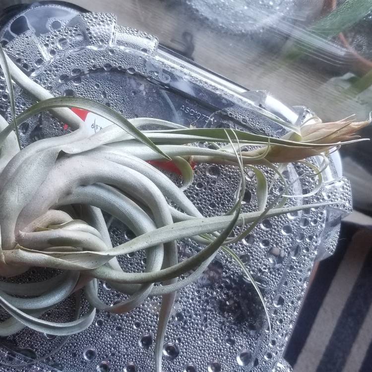 Plant image Tillandsia sphaerocephala