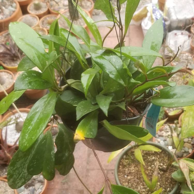 Plant image Hoya pubicalyx 'Pink Silver'