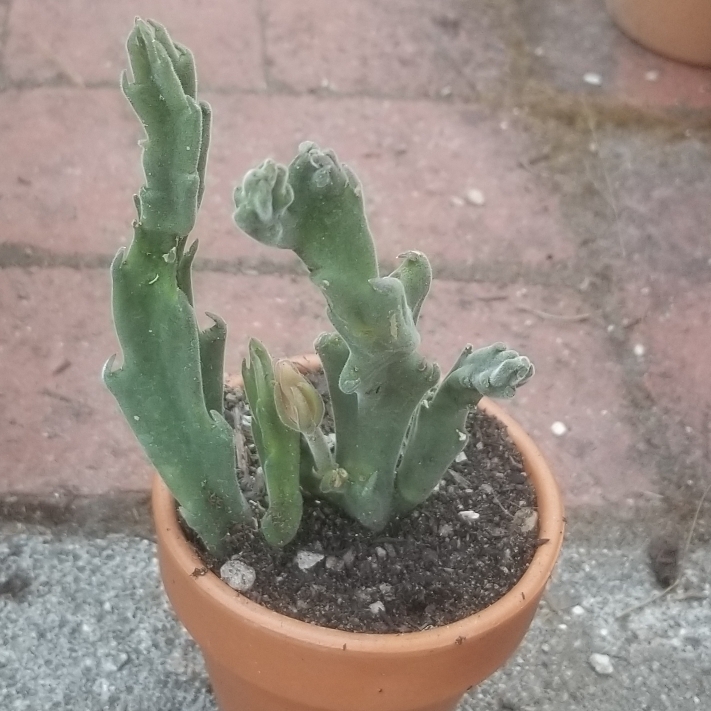 Plant image Stapelia