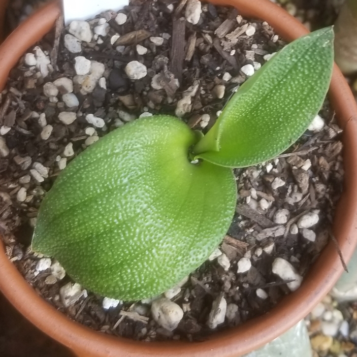 Plant image Massonia pustulata