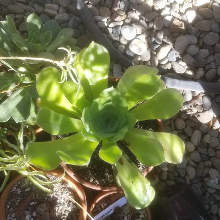 Plant image Aeonium Canariensis Giant Velvet Rose