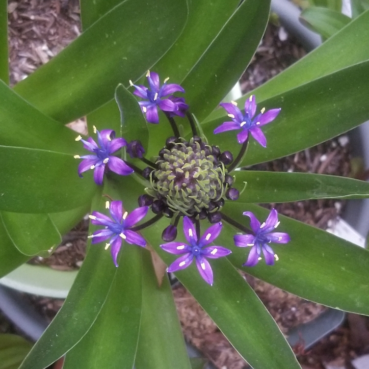 plant image 1443217 plant image 1443217