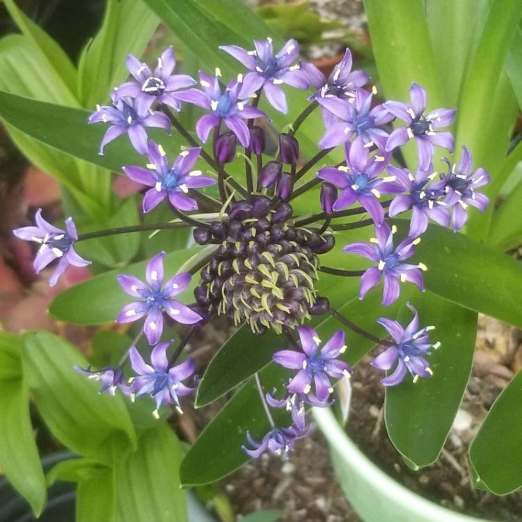 Plant image Scilla peruviana 'Sapphire Blue' (Carribean Jewels Series)