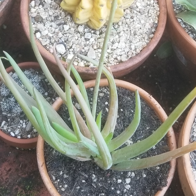 plant image 1453478