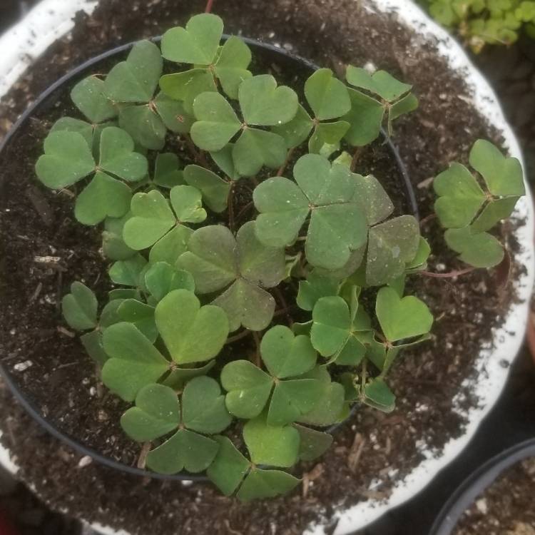 Plant image Oxalis oregana