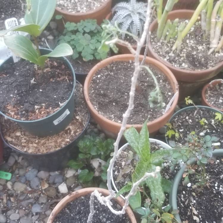 plant image 1455117