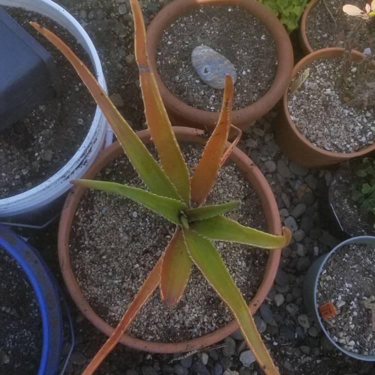 Plant image Aloidendron Barberae
