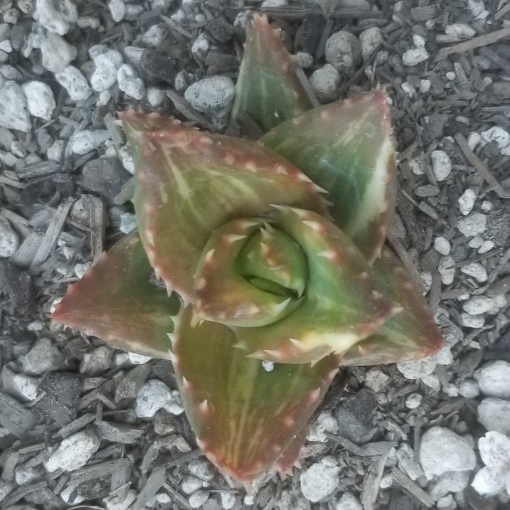 Plant image Aloe nobilis variegata