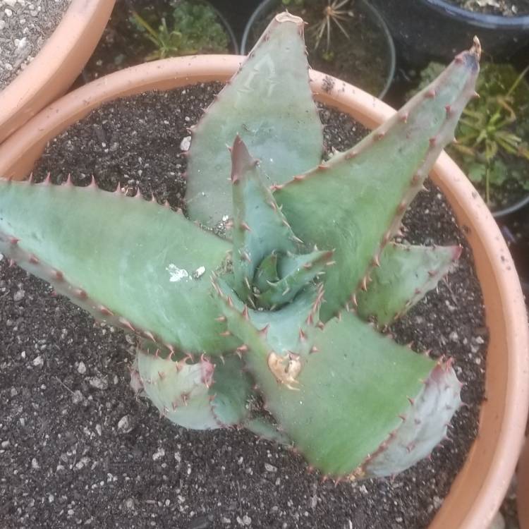 Plant image Aloe ferox