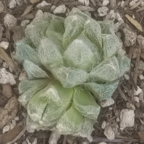 Plant image Haworthia Cooperi var. Venusta