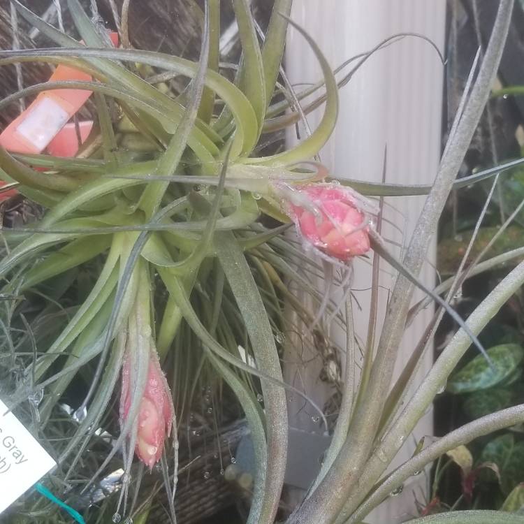 plant image 1486872