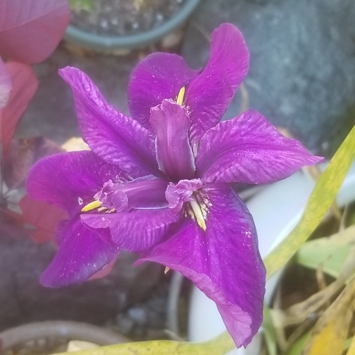 plant image 1491352