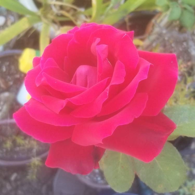 Plant image Rosa 'Mister Lincoln'