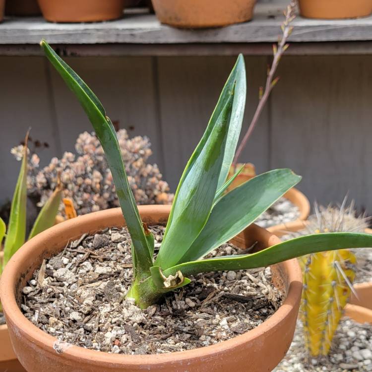 Plant image Agave desmettiana Variegata