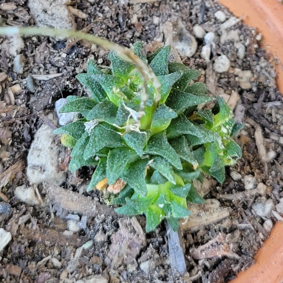 Plant image Haworthia parksiana