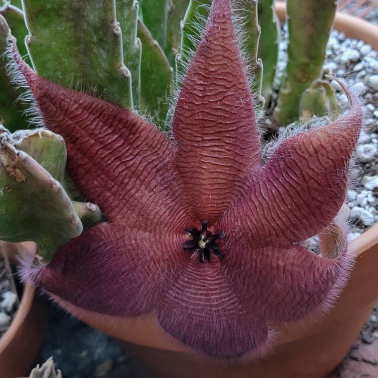 plant image 1529169