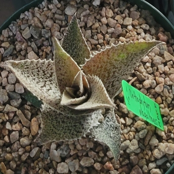 plant image 1546204