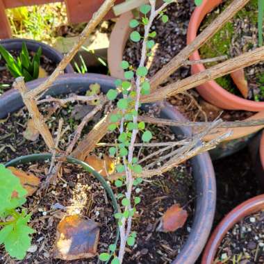 Cliff Spurge