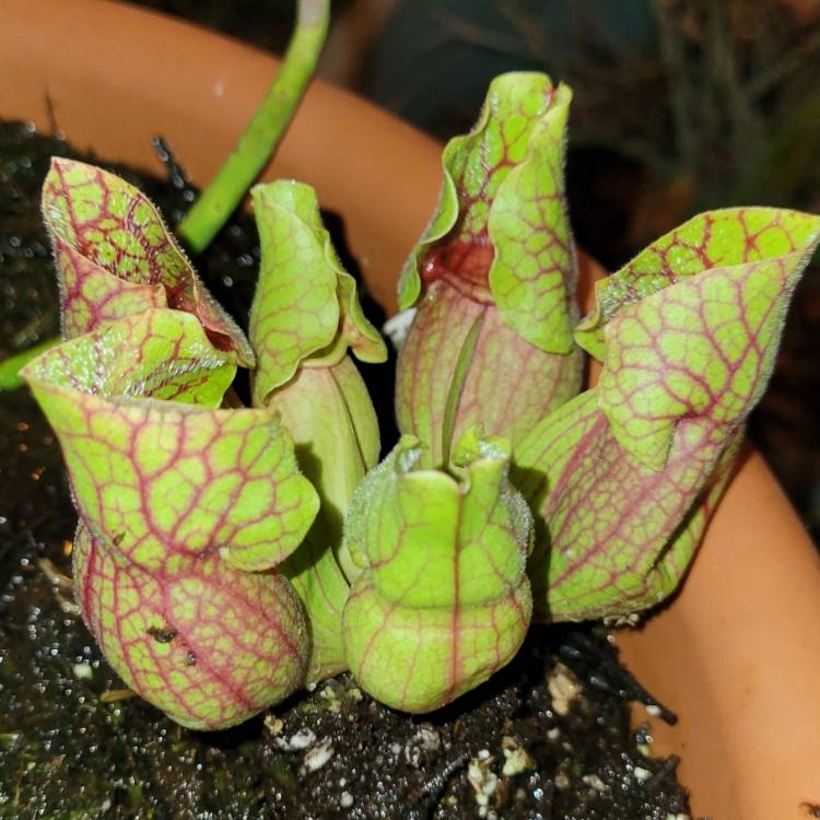 Plant image Sarracenia Purpurea
