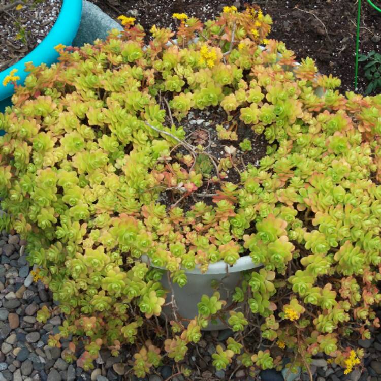 Plant image Sedum 'Kimnachii'
