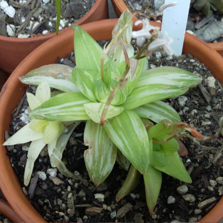 plant image 357684 plant image 357684