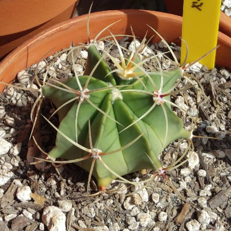 Plant image Ferocactus histrix