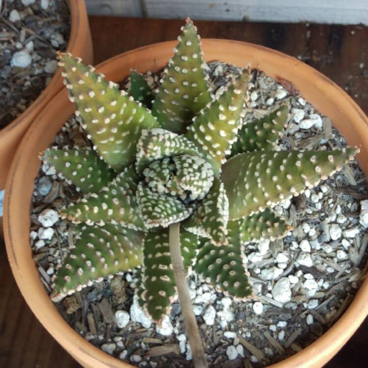 Plant image Tulista pumila syn. Haworthia pumila
