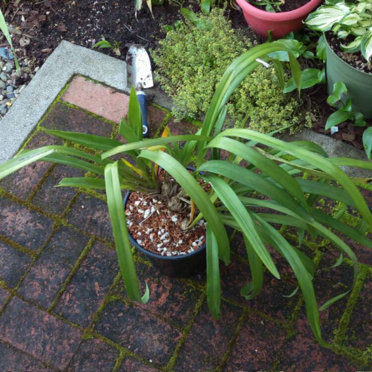 plant image 360240 plant image 360240