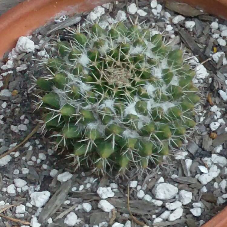 Plant image Mammillaria karwinskiana 'Nejapensis'