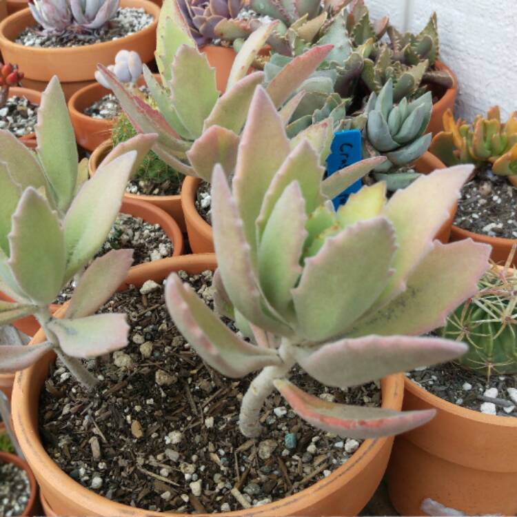 Plant image Kalanchoe Beharti