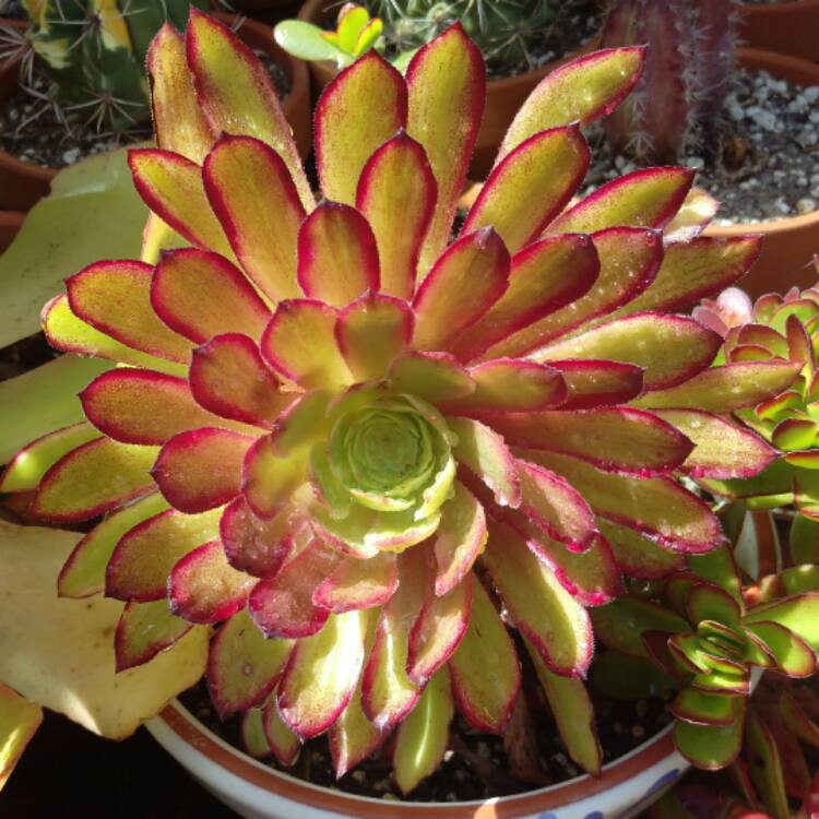 aeonium mardi gras propagation