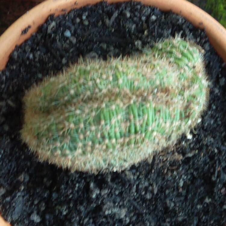 Plant image Echinopsis cristata 'Caterpillar'
