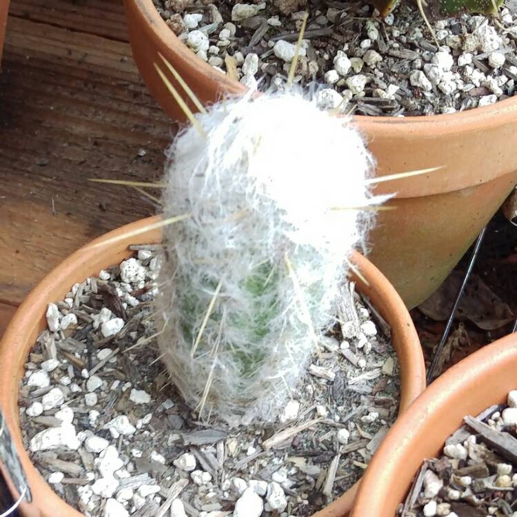 Plant image Espostoa melanostele